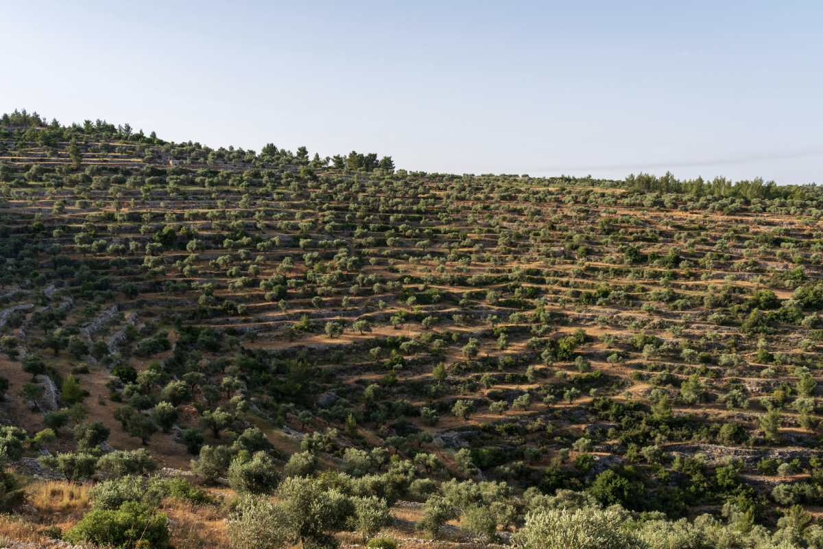 olive field in Palestine
